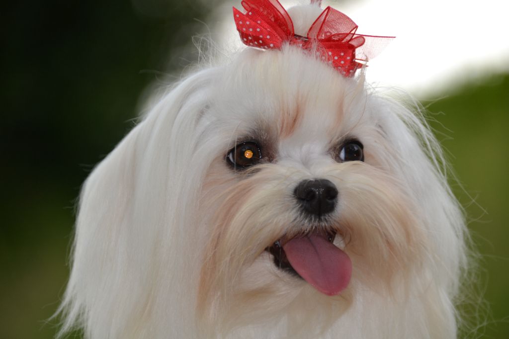 Rosie De La Dame d'Haute Savoie